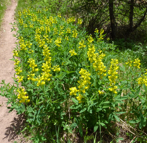 Southwest Colorado Wildflowers, Thermopsis montana